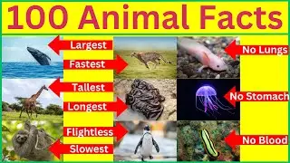 Amazing list of Animal Facts || 100 facts about animals