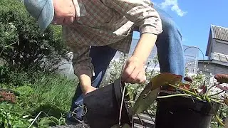 На даче Готовлю жилье для нимфей