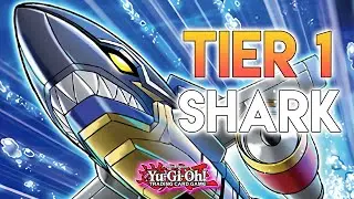 Shark Is Getting INSANE Support! TIER 1 Shark Combos & Deck Profile! Yu-Gi-Oh!