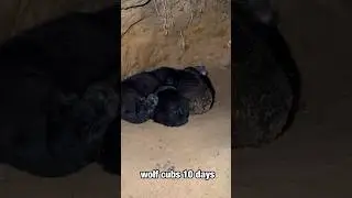 В самом сердце логова ВОЛКОВ 🐺 