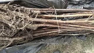 Посылка саженцев из Мордовии. Интернет-магазин САЖЕНЦЫ 13.