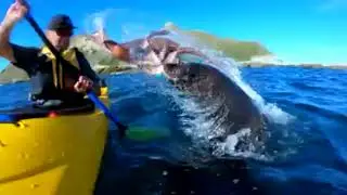 АНЕКДОТ ПРО ТЮЛЕНЯ ИЗ ЖИЗНИ