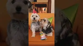#dog #shorts