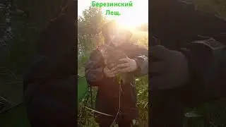 Рыбалка на Березине. Лещ .Рыбалка на фидер. 