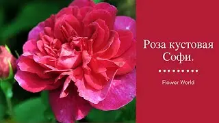 Роза кустовая Софи. Английская роза SOPHY’S ROSE