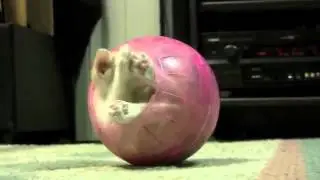 Sıkışık Kedi
