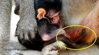 Welcome new member, Just born baby monkey look very wet, Big and adorable baby monkey