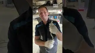 В ЕвроАвто на Домостроительной не только машины спасают, но и зверей😁