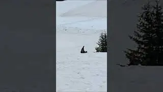 Rescued Bears Enjoy Springtime Snow in Switzerland | FOUR PAWS USA