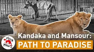 Lions Kandaka & Mansour: Rescued from Horrific Conditions | FOUR PAWS USA