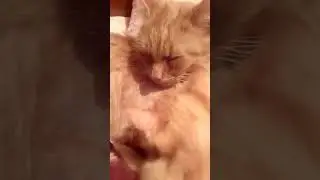 Милые котики