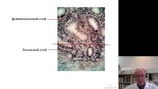 Гистология 7. Женская половая система ч. 2