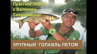 Крупный голавль летом. Практика ловли с Валерием Сикиржицким.