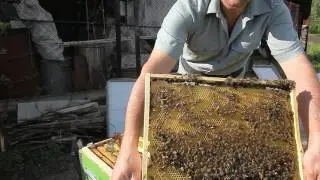 Карника F1 на Южном Урале. Часть 3. Развитие отводков на плодных матках. Beekeeping