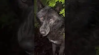 huge black wolf growls - wolf growls #short  #blackwolf  #giantwolf #youtubeshorts