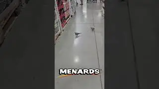 When Is Dove Season at Menards? #dovehunting #menards #funnybirdvideos