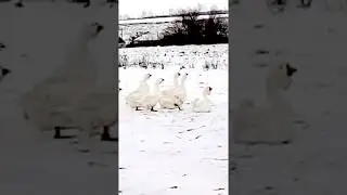 Холмогорские гуси