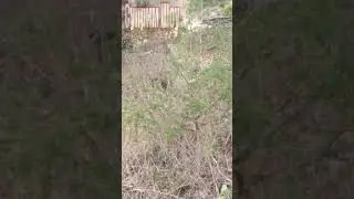 Леопард похитил детеныша антилопы гну