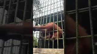Orangutan grabs zoo visitor who jumped guardrail | USA TODAY 