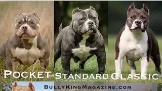 WHAT BREEDS MADE THE AMERICAN BULLY. THE MASTEROFALLBULLDOGS IS KNOWLEDGEABLE  ABOUT DOG BREEDS.