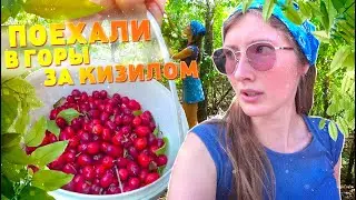ПОЕХАЛИ В ЛЕС. СОБИРАЕМ КИЗИЛ В КИЗИЛОВОЙ РОЩЕ. ПОДАРОК ОСЕНИ
