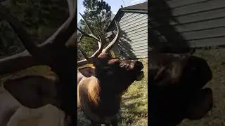 This elk was practicing hitting his high notes! 🎼#wildlife #elk