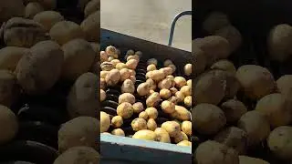 Работа картофельного комбайна ANNA644. #farming #shortsvideo