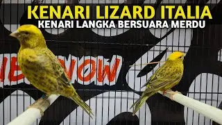 SIAPA YANG KEMARIN CARI KENARI LIZARD⁉️SIAP UNTUK DIKIRIM NIH