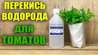 ПЕРЕКИСЬ ВОДОРОДА! ПОСЕВ ТОМАТОВ С ПЕРЕКИСЬЮ ВОДОРОДА БЕЗ ЗЕМЛИ!