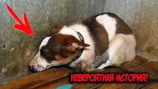 Щенок вырывался, никак не хотел умирать и боролся за свою жизнь…