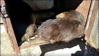 ЗАМЕНА ПОЛА В КЛЕТКЕ ДЛЯ НУТРИЙ.