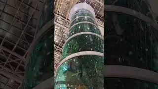 Самый высокий цилиндрический аквариум в мире в ТЦ "Авиапарк" в Москве...