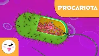 La célula procariota y sus partes - Ciencias Naturales- Vídeo educativo para niños