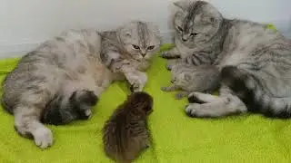 Perfect Daddy Cat Loves Her Baby Kittens and Mom Cat 😘 Soo cute kitty