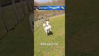 Весёлая ферма 😂 