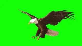 Eagle Animation Green Matte | Green Screen | Chroma Key | Sky Fx