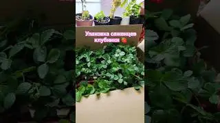 #саженцыклубники