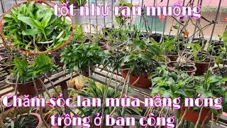 Nắng nóng gay gắt trồng lan ở ban công cần lưu ý | trồng lan ban công