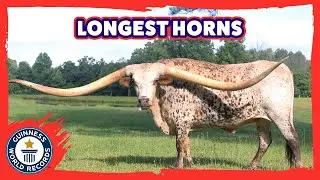 Longest horns on a steer ever! - Guinness World Records