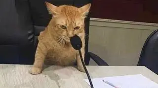 These Cats Speak English Better Than Hooman Best So Far!