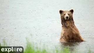 River Watch - Katmai National Park, Alaska powered by EXPLORE.org