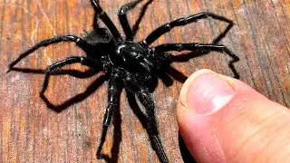 Redback Spider Roundup Funnel Web Spider Found February 2023 Horror Show EDUCATIONAL VIDEO