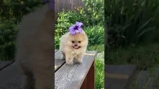 #beautiful #dog #shorts