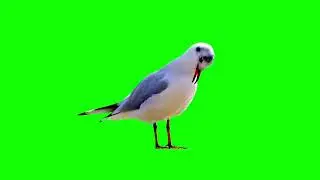 bird green screen video effects | green screen bird effect