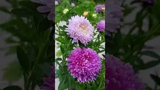 АСТРЫ ПРЕКРАСНО РАСТУТ В КАШПО!!!