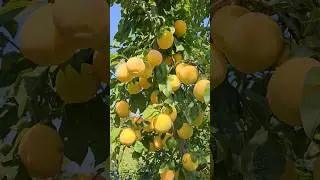 То че сан