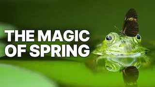 The Magic Of Spring | Animal Stories