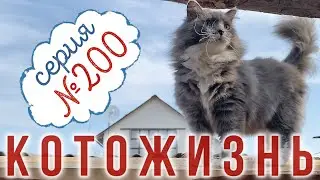 СЕРИЯ № 200 !!!🎉🥳😻 КОТОЖИЗНЬ!