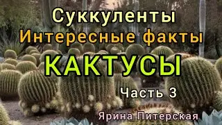 Суккуленты. Кактусы . Интересные факты.