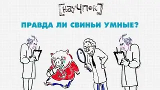 Правда ли свиньи умные? — Научпок